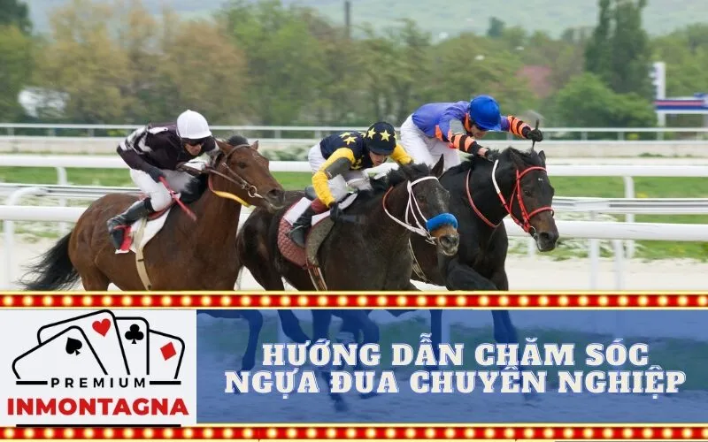 Hướng Dẫn Chăm Sóc Ngựa Đua Chuyên Nghiệp