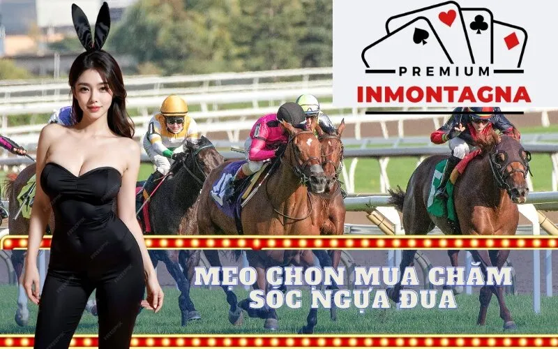 Mẹo chọn mua và chăm sóc ngựa đua
